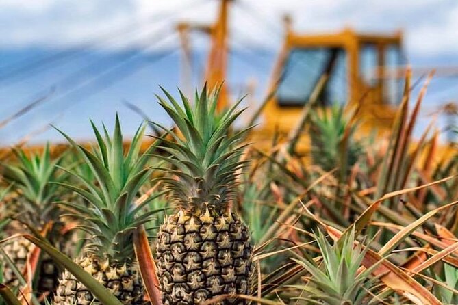 Maui Pineapple Farm Tour in Haliimaile - What you receive at the end