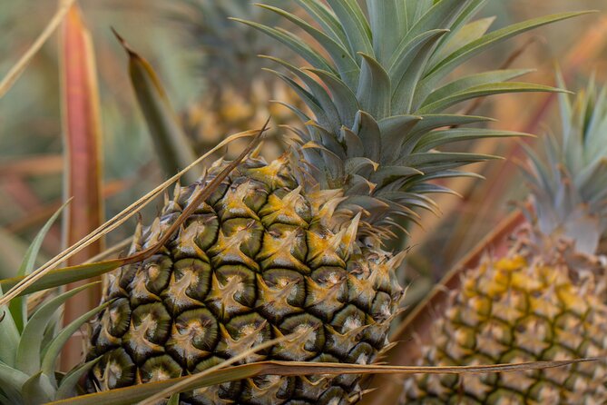 Maui Pineapple Farm Tour in Haliimaile - Who will enjoy this farm visit most?