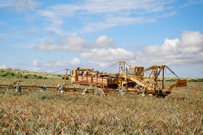 Maui Pineapple Tour: Farm and Feast Experience - Hali‘imaile farm: where the pineapple story begins