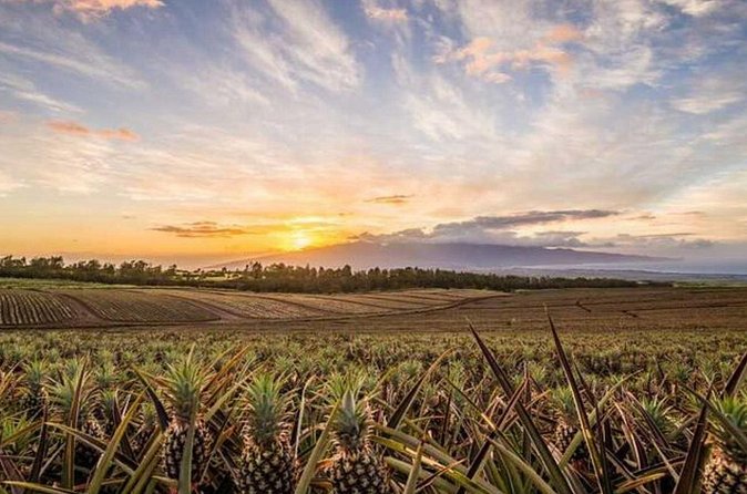 Maui Pineapple Tour: Farm and Feast Experience - Thirty minutes at the Maui Pineapple Store