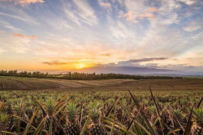 Maui Pineapple Tour: Farm and Feast Experience - Fresh pineapple tasting, with a fruit to take home