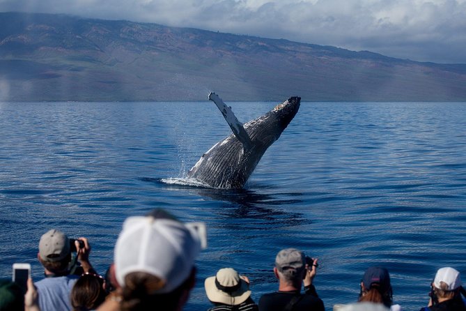 Maui Premium Sunset Dinner Cruise & Whale Watch - Maalaea Harbor is the practical starting point