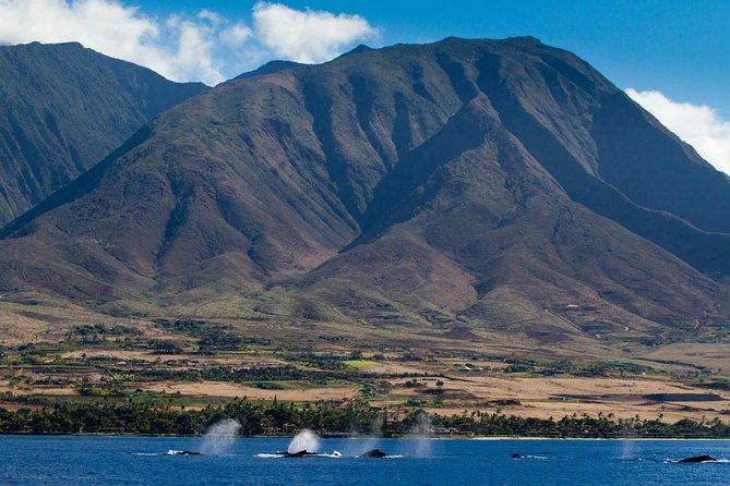 Maui Premium Sunset Dinner Cruise & Whale Watch - Whale sightings can range from quiet to spectacular