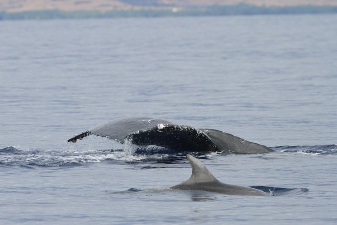 Maui Premium Sunset Dinner Cruise & Whale Watch - Comfort, motion, and group size