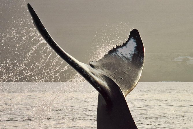 Maui Premium Sunset Dinner Cruise & Whale Watch - The naturalist commentary adds real value