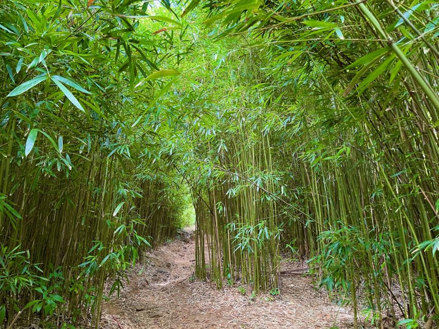 Maui: Private All-Inclusive Road to Hana Tour with Pickup - Sea turtles and the coastal wildlife stop