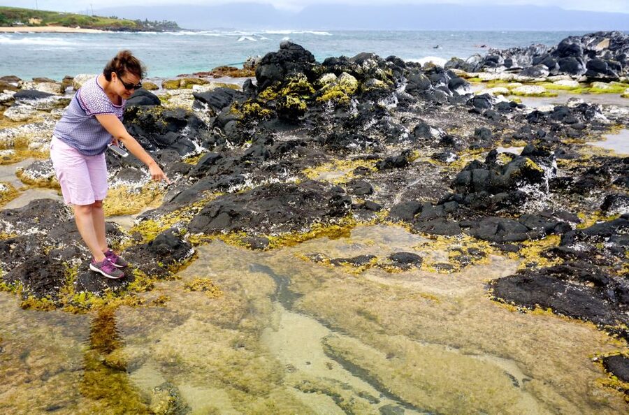Maui: Private Guided Halfway to Hana Tour - Key points to know before you book
