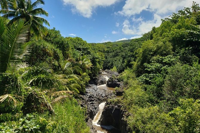Maui Private Tour - Road to Hana Adventure - Just for Your Group - Rainbow eucalyptus and roadside surprises