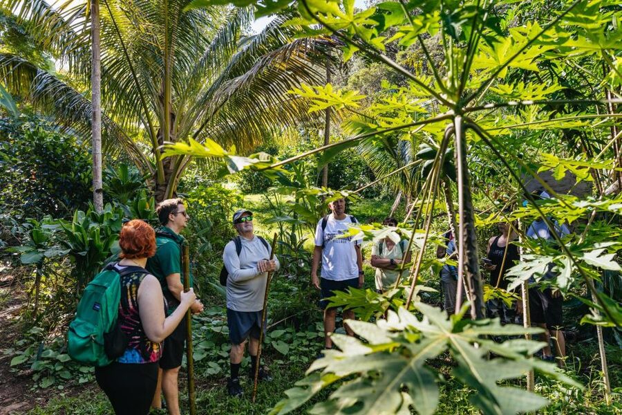 Maui: Rainforest Waterfalls Guided Hike with Picnic Lunch - Key points to know before you book