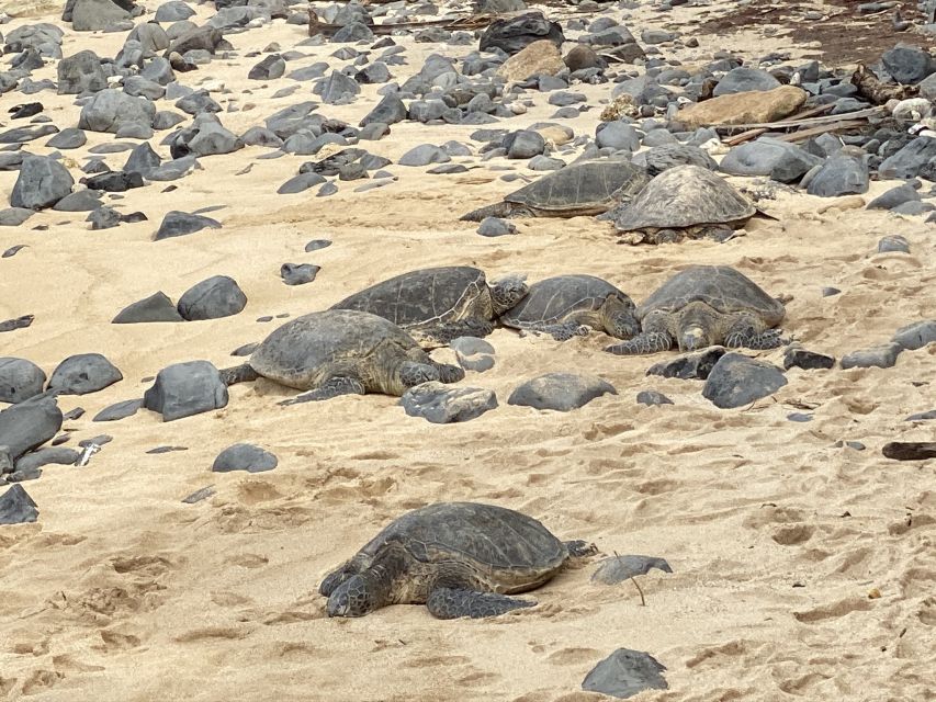 Maui: Road to Hana Private Adventure Tour with Luxury SUV - Hookipa Beach and Hawaiian green sea turtles