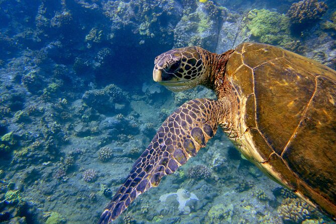 Maui's Only Clear Bottom Kayak Rental (priced per tandem kayak) - Starting at Makena Landing Park