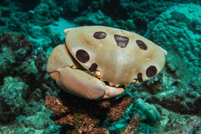 Maui Scuba Diving Introductory Lesson from Lahaina - Honolua Bay, Black Rock, and the possible water sites