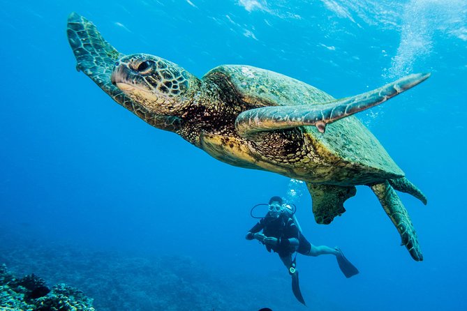 Maui Scuba Diving Introductory Lesson from Lahaina - Learning at your own pace