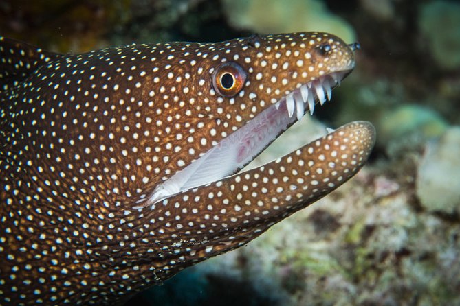Maui Scuba Diving Introductory Lesson from Lahaina - Who should book this experience?