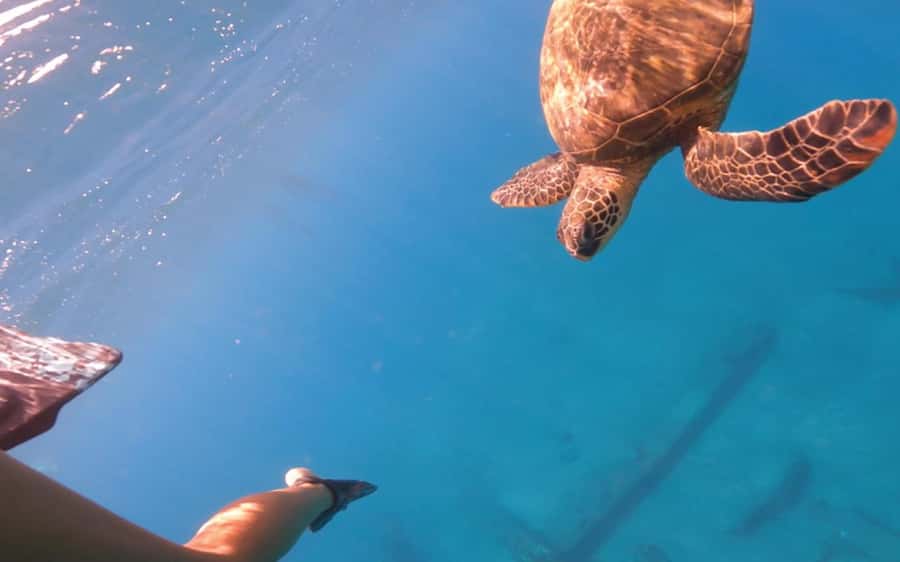Maui: Semi-Private 3 Hour Eco-Raft Turtle Snorkel Tour - About two hours around Maui’s reef life