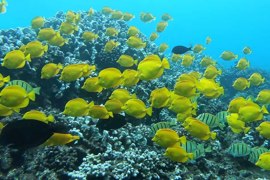 Maui: Semi-Private 3 Hour Eco-Raft Turtle Snorkel Tour - Practical ways to prepare