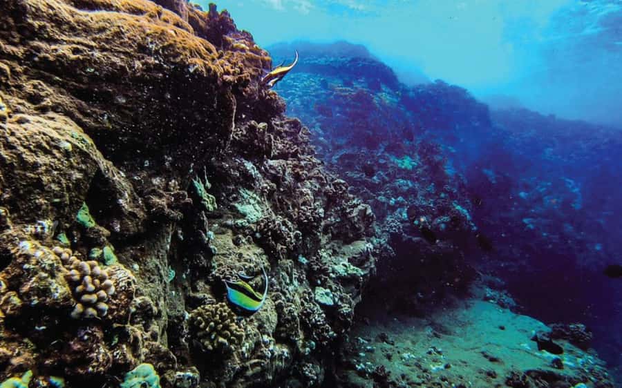 Maui: Semi-Private Eco-Raft Lanai Snorkel & Dolphin Tour - The crew and the feel of the outing