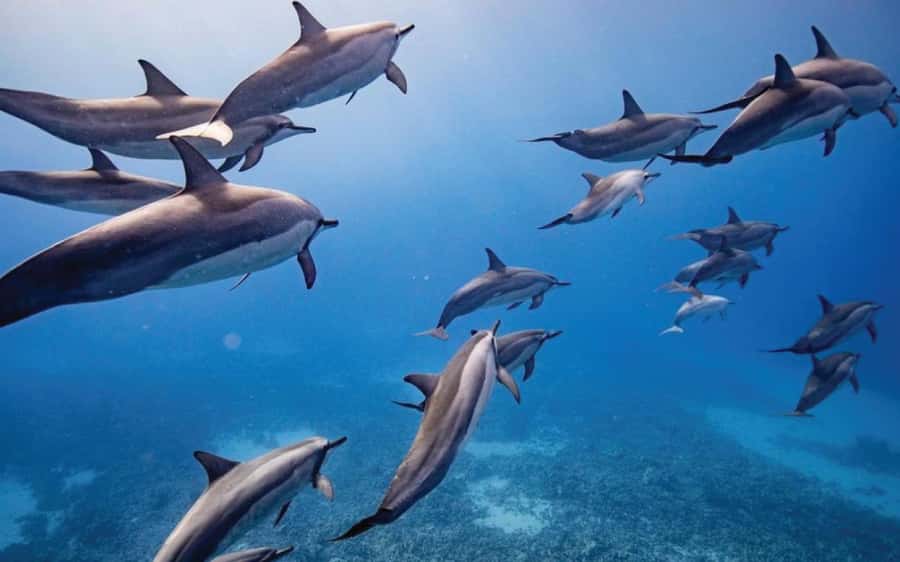 Maui: Semi-Private Eco-Raft Lanai Snorkel & Dolphin Tour - Checking in after the Lahaina fires