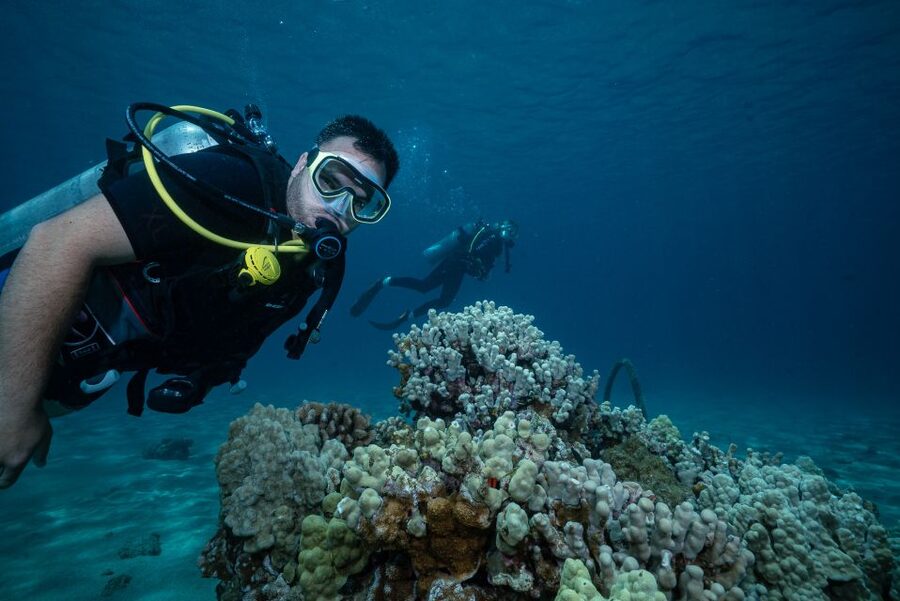 Maui: Small Group Shark & Turtle Scuba Dive from Shore - Meeting Joe at the Lahaina scuba shop
