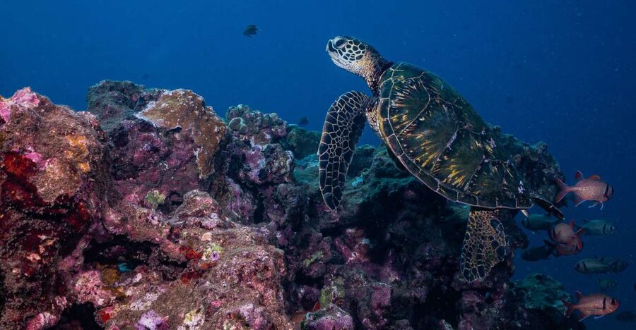 Maui: Small Group Shark & Turtle Scuba Dive from Shore - The 20-minute safety briefing matters