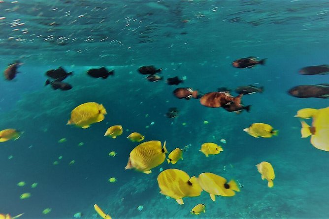 Maui Snorkel Adventure: Molokini Crater and Turtle Cove - Wildlife bonuses on the ride out and back