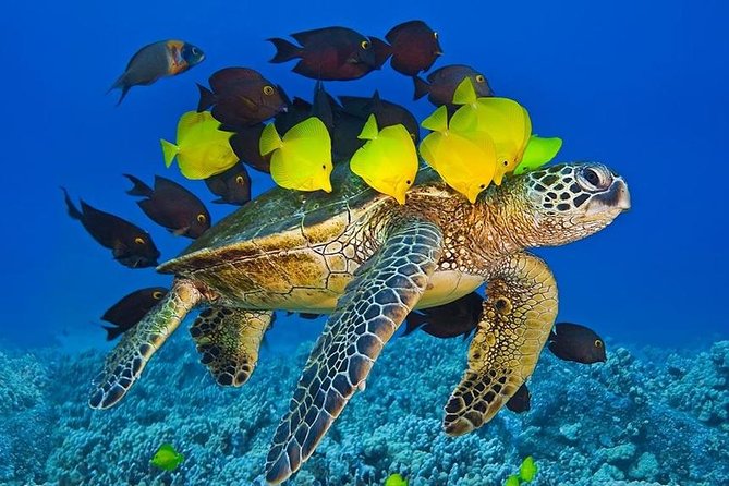 Maui Snorkel Adventure: Molokini Crater and Turtle Cove - How the crew handles changing weather
