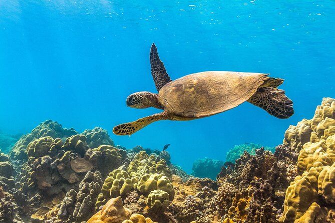 Maui Snorkel and Sunset Sail - A small historical note near the harbor