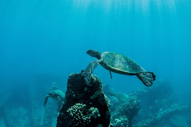 Maui Snorkeling Boat Tour to Turtle Town Aboard Quicksilver - Stop 3: Returning to Ma‘alaea Harbor