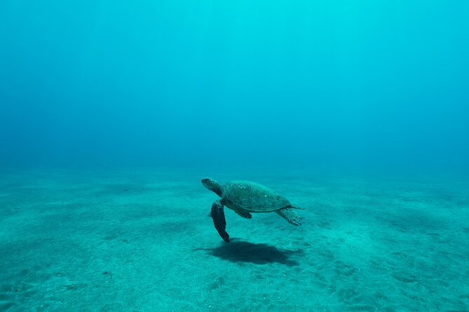 Maui Snorkeling Boat Tour to Turtle Town Aboard Quicksilver - How beginner-friendly is the snorkeling?
