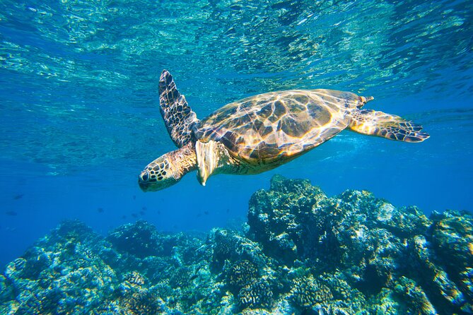 Maui South Shore Premier Kayak and Snorkel Tour from Makena Beach - Why the guides matter so much