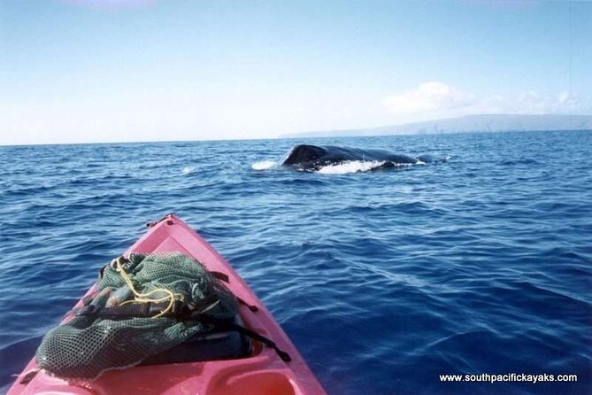 Maui South Shore Premier Kayak and Snorkel Tour from Makena Beach - Snacks, equipment, and what the $151 price covers