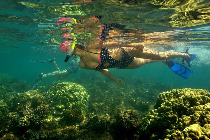Maui South Shore Premier Kayak and Snorkel Tour from Makena Beach - Snorkel stops for turtles, fish, and coral