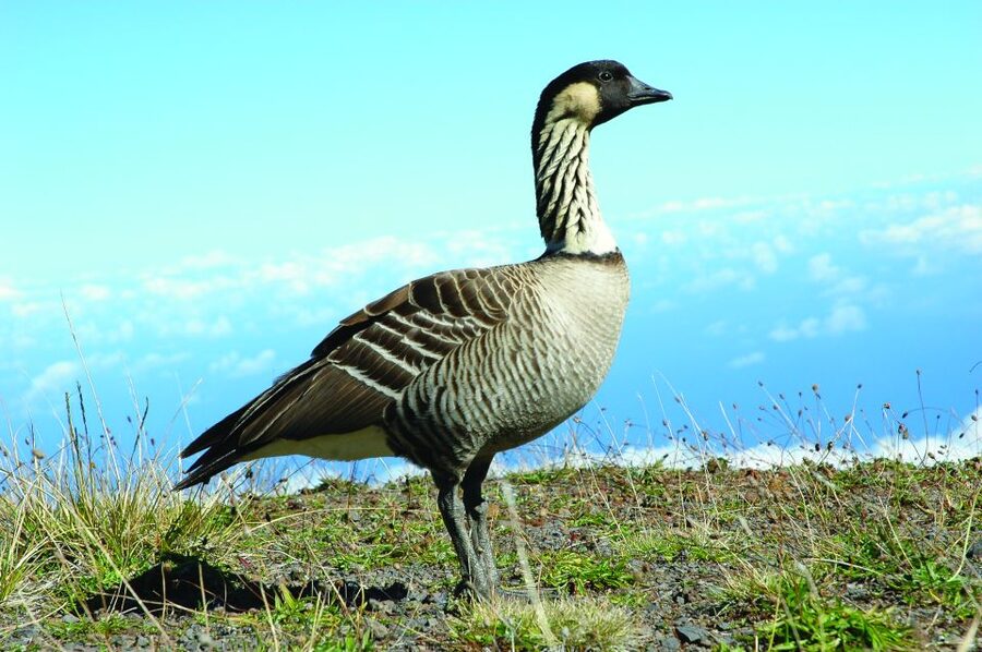 Maui: Sunset & Dinner Tour to Haleakala National Park - A small group feel, with coach transportation