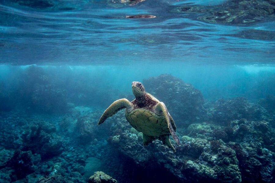 Maui: Turtle Town Kayak and Snorkel Tour - The guides are a major part of the value