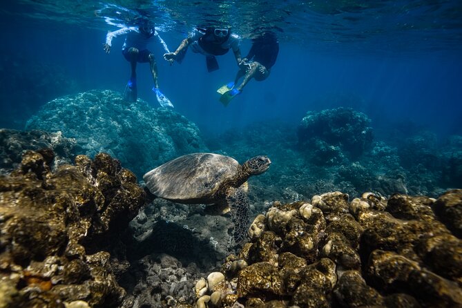 Maui: Turtle Town Snorkel with Photo and Video - Respecting turtles and the reef
