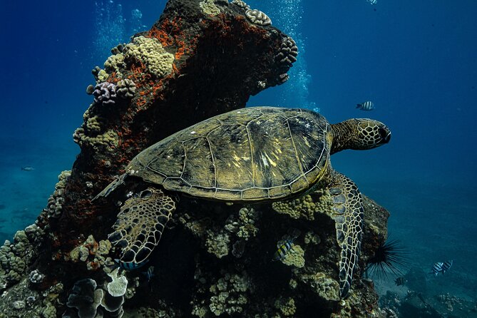 Maui: Turtle Town Snorkel with Photo and Video - Getting fitted with masks, fins, and life jackets