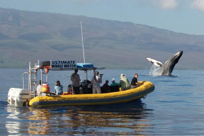 Maui: Ultimate Whale Watch from Lahaina - Low on the water at Lahaina Harbor