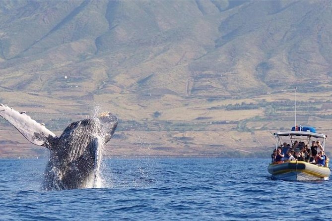 Maui: Ultimate Whale Watch from Lahaina - Finding humpbacks in Maui waters