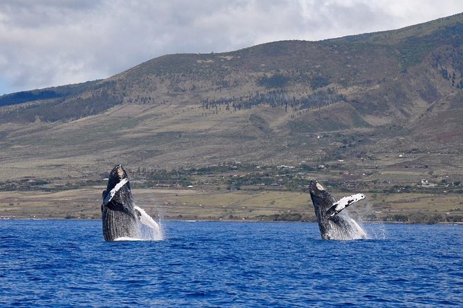 Maui: Ultimate Whale Watch from Lahaina - Hearing whale songs through the hydrophone