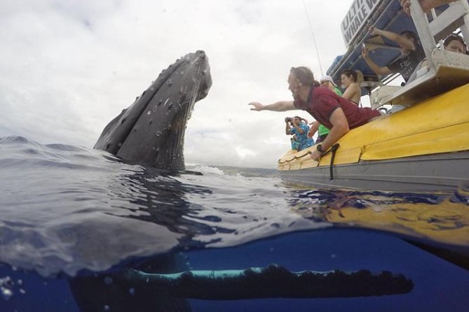 Maui: Ultimate Whale Watch from Lahaina - Dolphins, calves, and the luck factor
