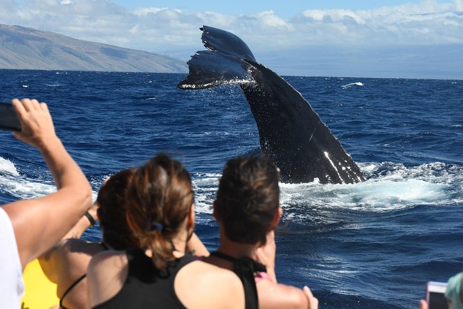 Maui: Ultimate Whale Watch from Lahaina - The crew makes the difference