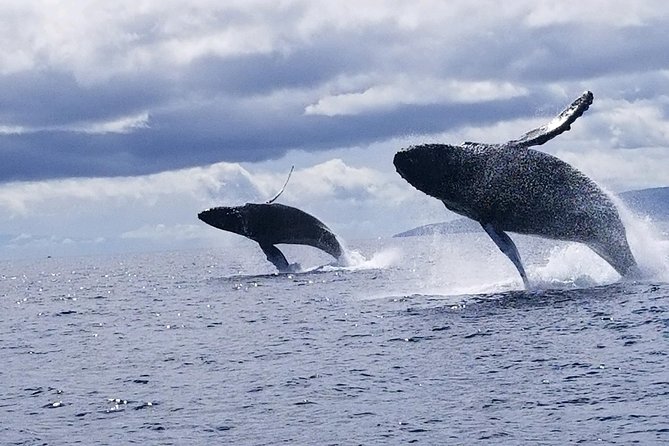 Maui: Ultimate Whale Watch from Lahaina - Small raft versus large catamaran
