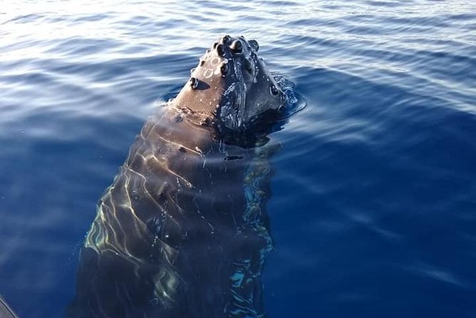Maui: Ultimate Whale Watch from Lahaina - Is $77 a fair price?