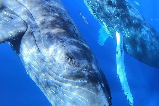 Maui: Ultimate Whale Watch from Lahaina - Who should book this Lahaina whale watch?