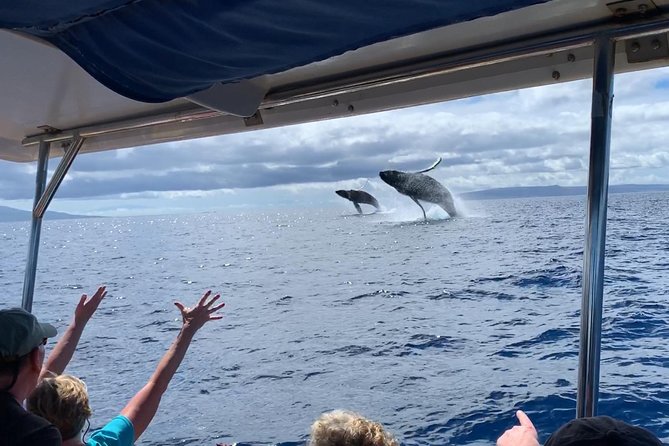 Maui: Ultimate Whale Watch from Lahaina - What the two-hour trip feels like
