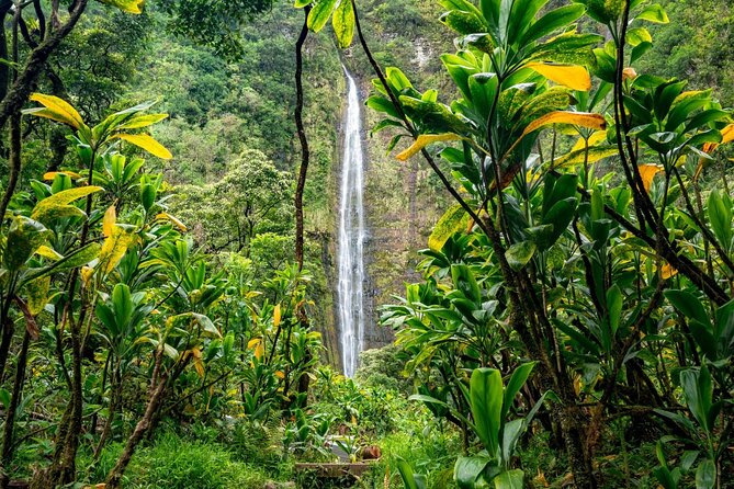 Maui: VIP Private Road to Hana Tour with Pick Up - Hana Gold brings cacao into the day