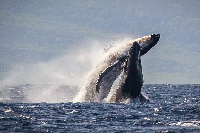 Maui: Whale Watching Cruise with Open Bar from Ka'anapali Beach - Key points to know before booking