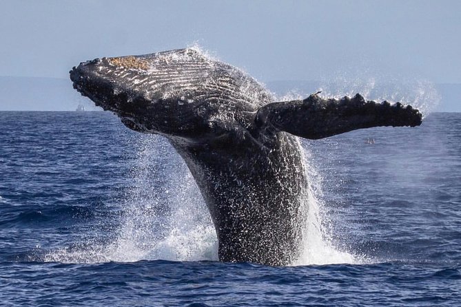 Maui: Whale Watching Cruise with Open Bar from Ka'anapali Beach - The naturalist commentary and crew service