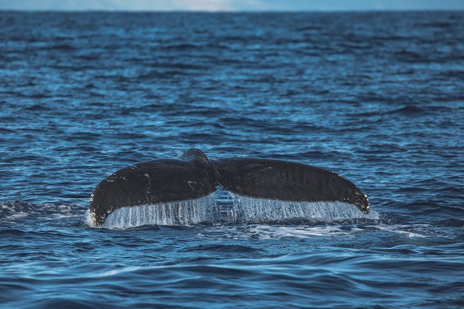 Maui: Whale Watching Cruise with Open Bar from Ka'anapali Beach - The open bar, snacks, and overall mood