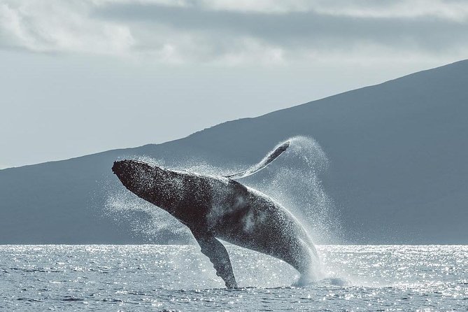 Maui: Whale Watching Cruise with Open Bar from Ka'anapali Beach - What the two-hour cruise feels like